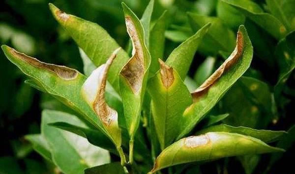 柑桔炭疽病防治措施