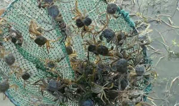 螃蟹养殖技术要点