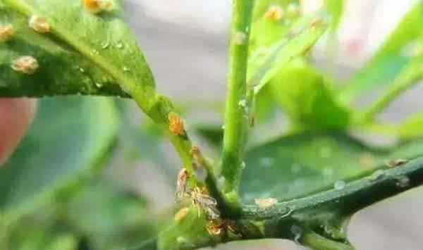 柑橘蚜虫危害
