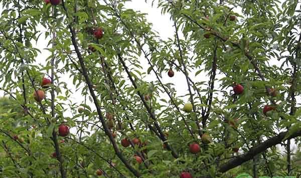布朗李不同时期的浇水技巧