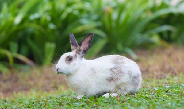 果园养兔子事项