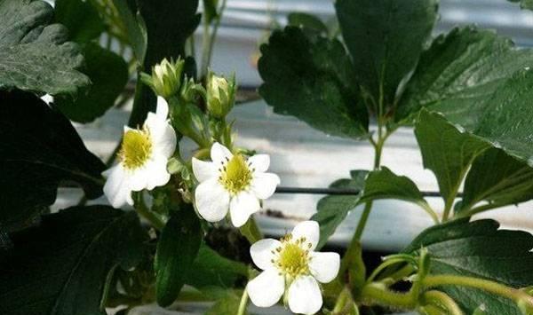 草莓花期管理要点