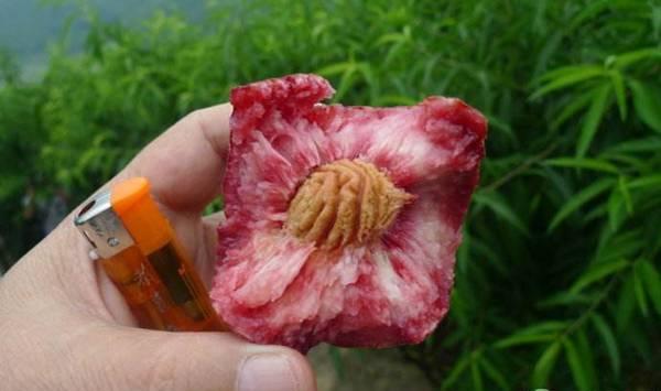 桃树种植果期的管理技术要点