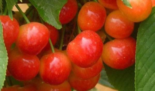 樱桃高产种植要点介绍