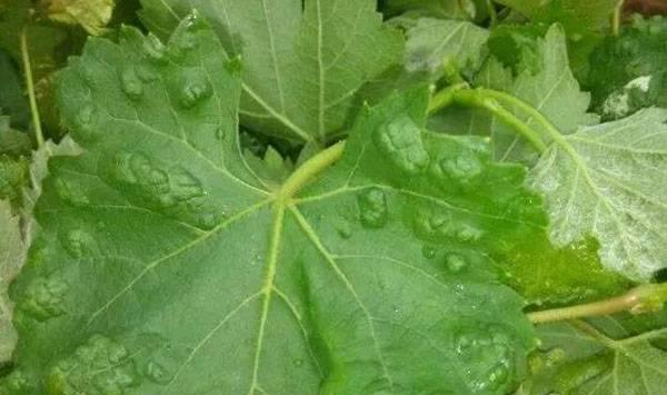 葡萄螨害防控措施