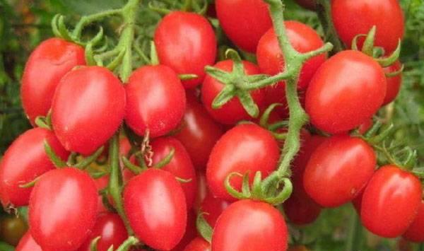 圣女果栽种要点