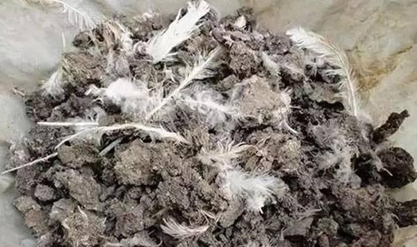 鸡粪种蔬菜好处