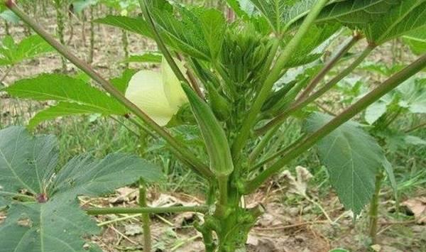 秋葵播种时间和管理要点