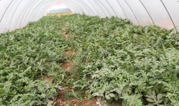 黑美人西瓜搭架栽培技术