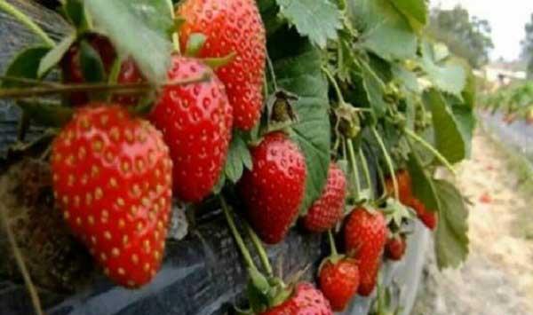 草莓根腐病防治措施