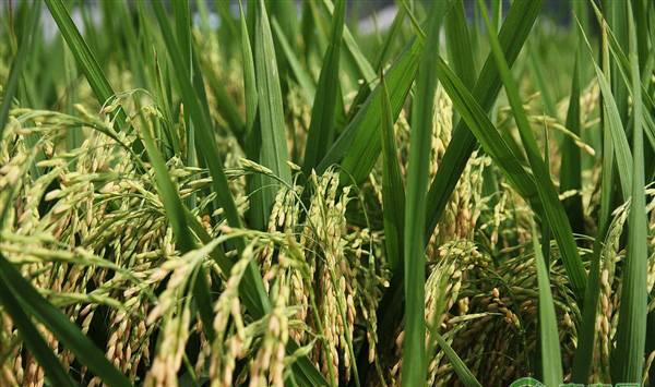 水稻想要增产增收，这六大要点很重要！