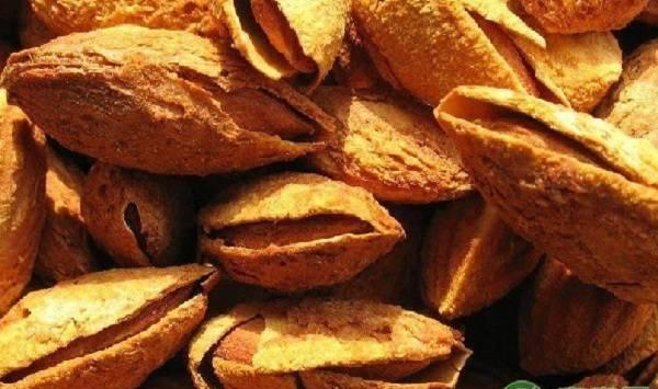 巴旦木的栽培要点和注意事项