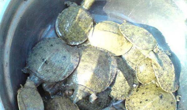 甲鱼吊钟虫病的病原、症状及防治措施