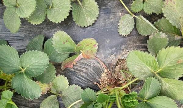 草莓匍匐茎繁殖方法