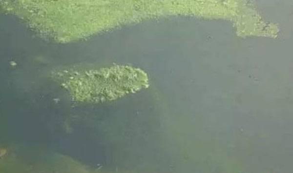 水体倒藻处理方法