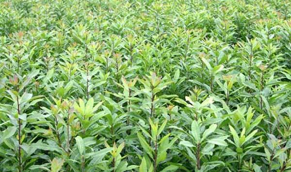 杨梅的播种方法