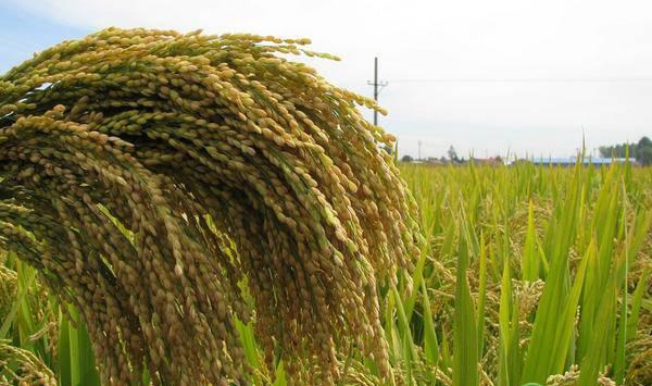 水稻想要增产增收，这六大要点很重要！