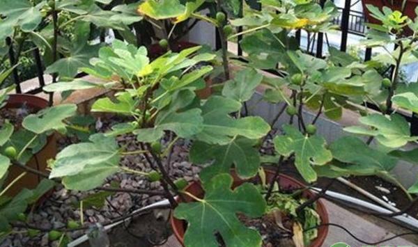 盆栽无花果的种植方法及养护要点