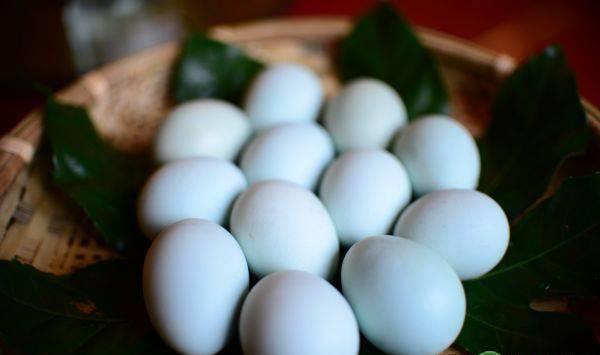 种蛋的来源、选择及保存方法