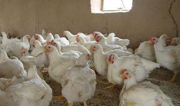 肉鸡猝死