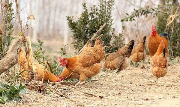 散养土鸡防病要点