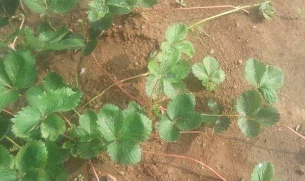 草莓匍匐茎繁殖技术