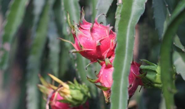 火龙果种植管理