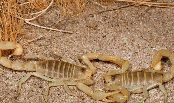 我国常见的蝎子种类有哪些？蝎子人工养殖技术