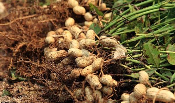 红壤花生高产技术