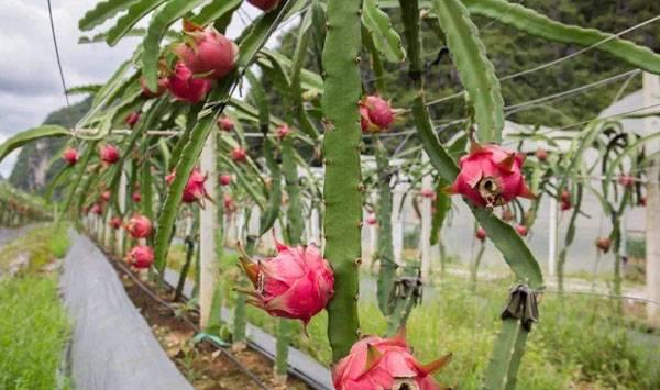 火龙果管理技术