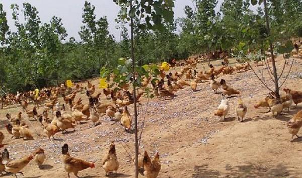 散养土鸡病菌预防