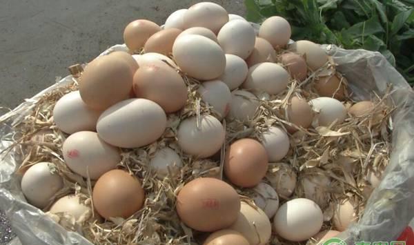 种蛋的来源、选择及保存方法