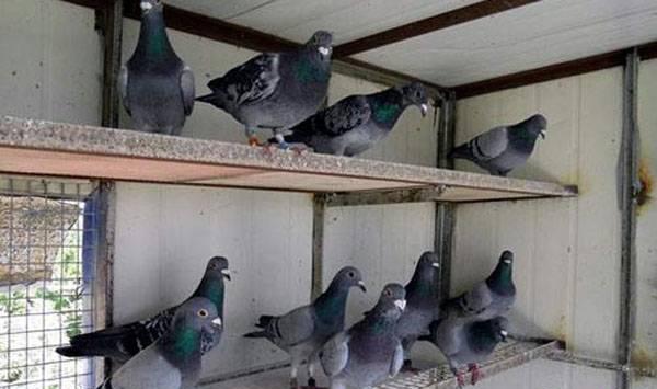 赛鸽亚健康原因