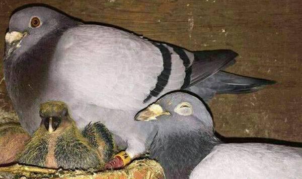 种鸽育雏注意事项