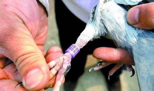 鸽子佩戴足环事项