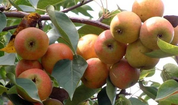 南果梨节水灌溉技术存在的问题及对策