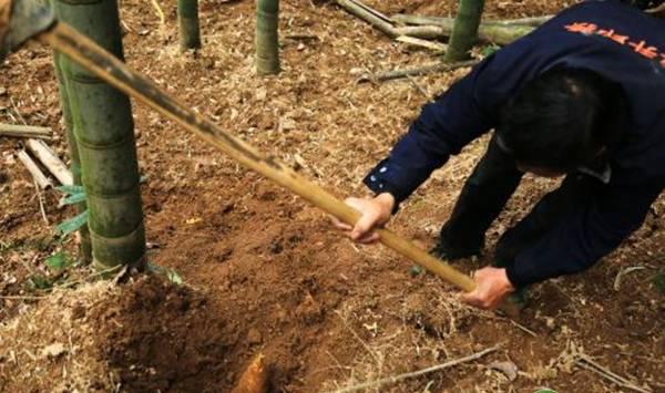 竹笋高产种植管理技术