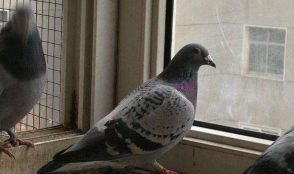 老种鸽价值高原因