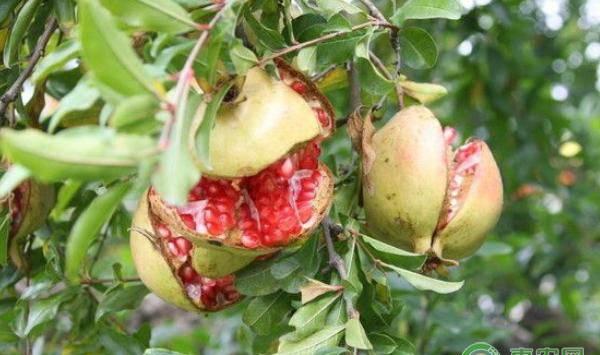 石榴裂果的原因及防治措施