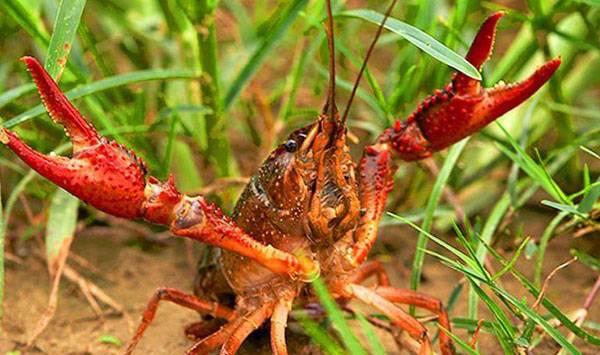 小龙虾疾病高发原因