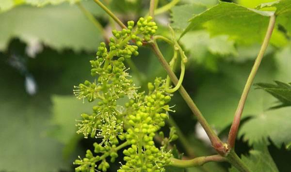 葡萄没有花序补救措施