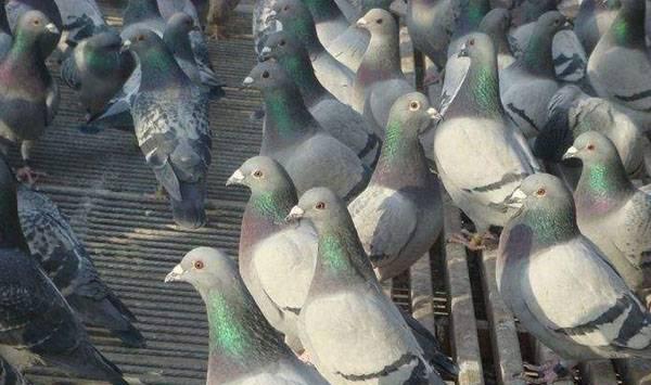 赛鸽亚健康问题