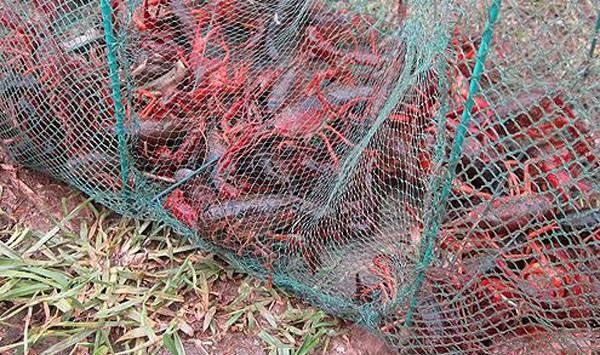 小龙虾疾病高发问题