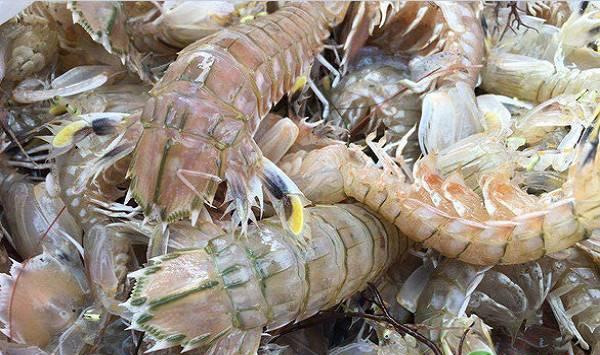 虾蛄怎么吃？虾蛄有哪些营养价值和功效？（附虾蛄养殖要点）