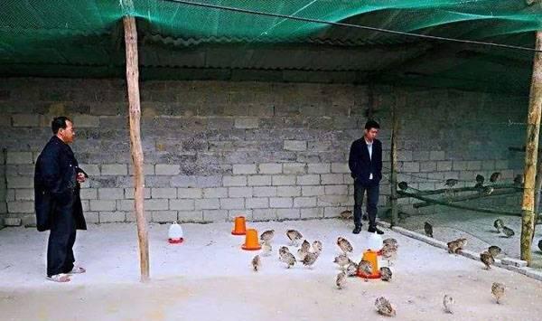 提高野鸡苗成活率方法