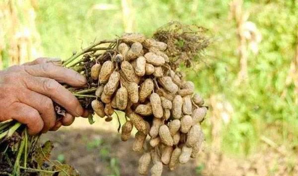 红壤花生高产种植