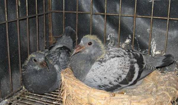 种鸽育雏管理