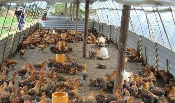 养鸡误区