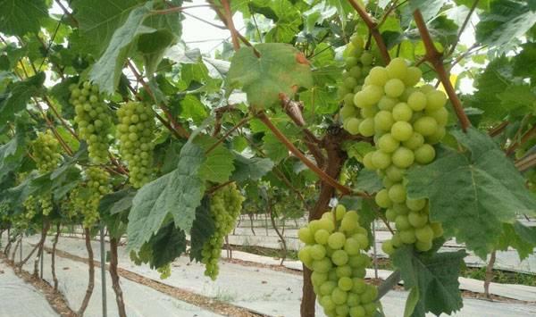 阳光玫瑰管理事项