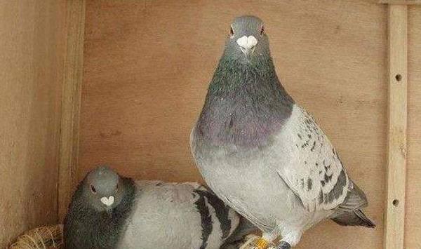 老种鸽价值高